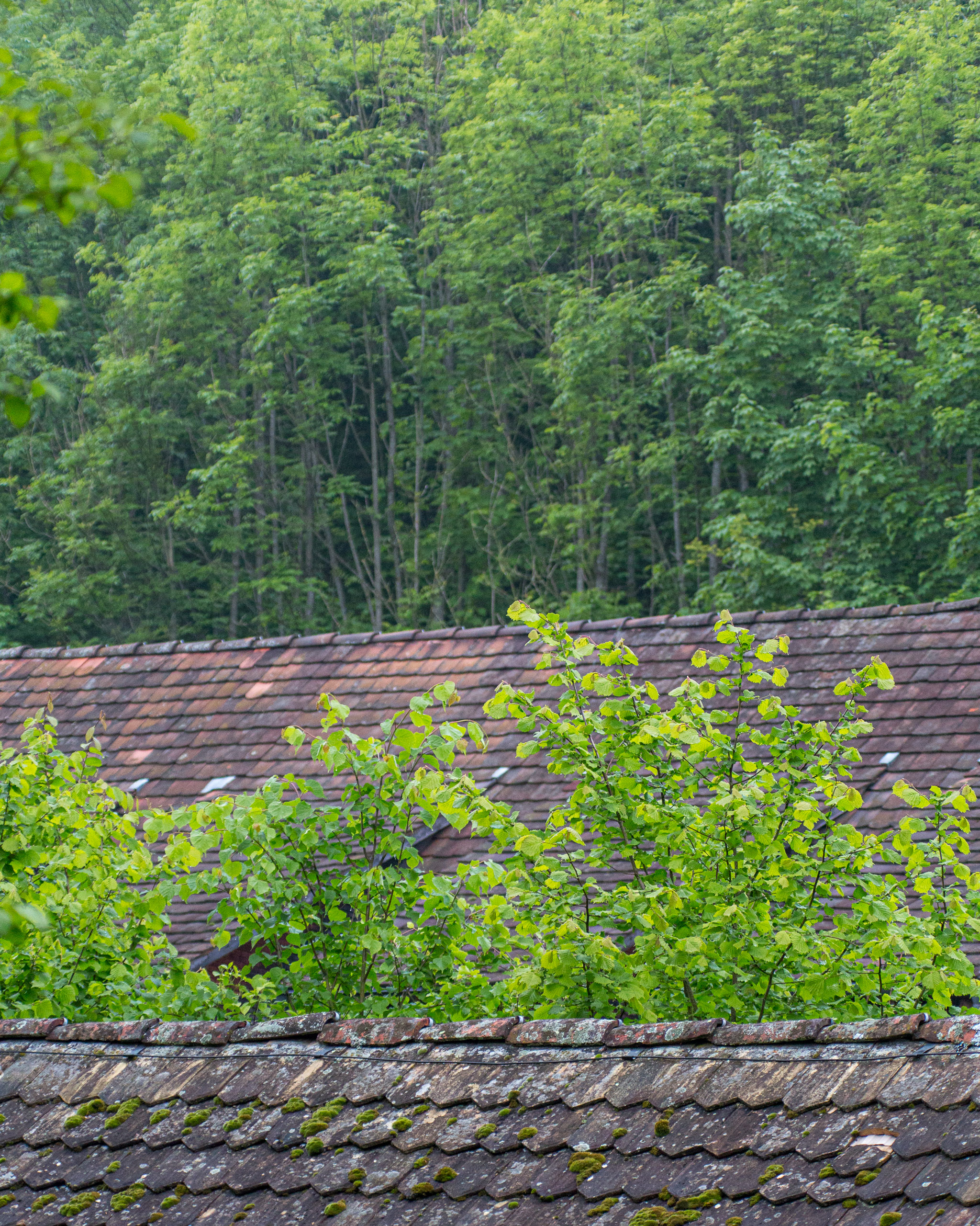 20130525071141 RD 27887